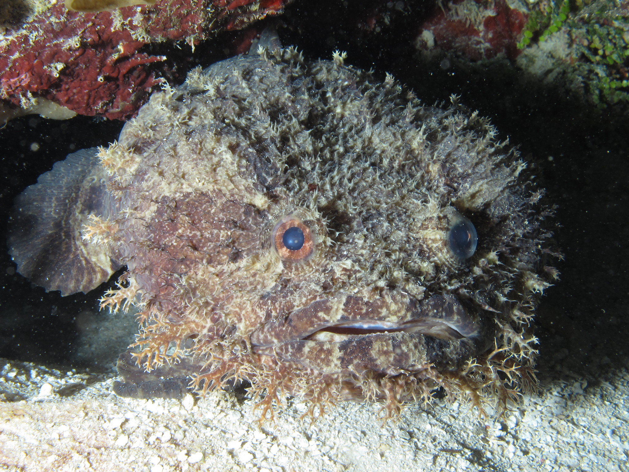 Bearded Toadfish